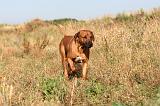 RODESIAN RIDGEBACK 006